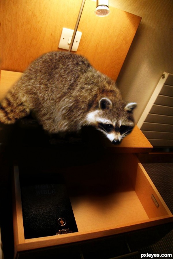 Rocky Racoon